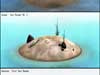 Island Tests