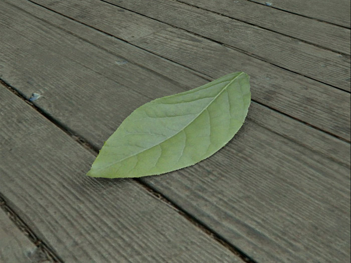 Leaf